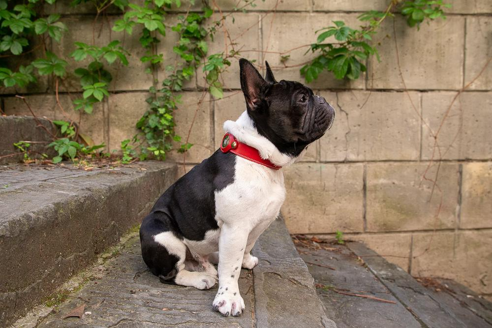 DEO AirTag Dog Collar